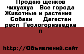 Продаю щенков чихуахуа - Все города Животные и растения » Собаки   . Дагестан респ.,Геологоразведка п.
